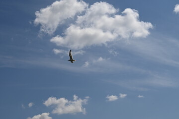 Sunny sky with clouds on the Bay with seagulls and sailboat