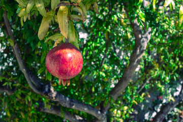 A single pomegranate fruit hanging on a tree. 