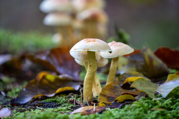 Hypholoma fasciculare fungus growing on a tree stump