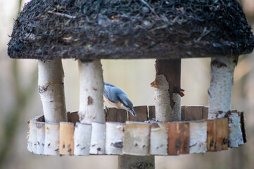 Kleiber am Vogelhaus