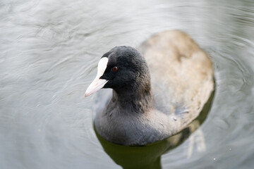 Water hen in Regent Canal in London - Water bird