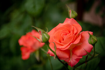 A rose blooming in the garden.