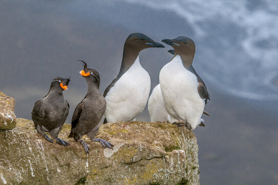 Crested Auklets (Aethia cristatella) and Thick-billed Murres (Uria lomvia)at St. George Island, Pribilof Islands, Alaska, USA