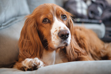 Cute portrait of cocker spaniel pet inside an apartment. 