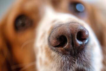 Cute cocker spaniel dog pet
