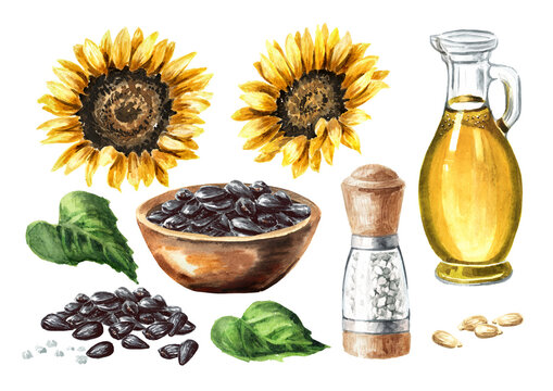 Sunflower black seeds with sea salt, oil and flowers set. Hand drawn watercolor illustration, isolated on white background