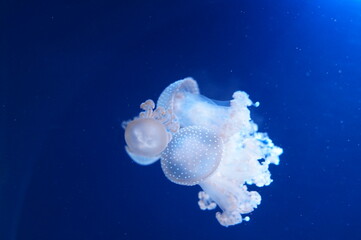 jellyfish in the water