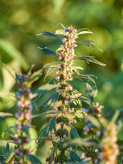 Blooming branches of motherwort herb.