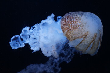 jellyfish in aquarium