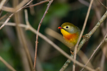 Red-billed leiothrix (Leiothrix lutea), red-beaked bird with yellow throat on the branches