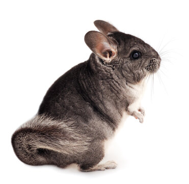 Little gray chinchilla.