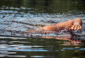 Obraz premium Man swims freestyle in open water on the river in summer