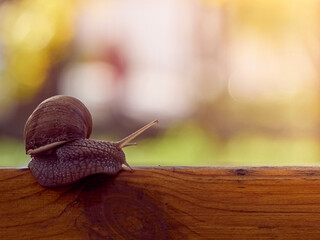 Slow grape snail crawl on the plank in the garden