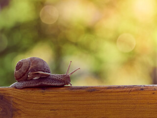 Slow grape snail crawl on the plank in the garden