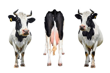 Three cows isolated on white. The bottom and tail of a standing cow.