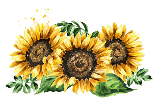 Sunflower with leaves. Hand drawn watercolor illustration, isolated on white background