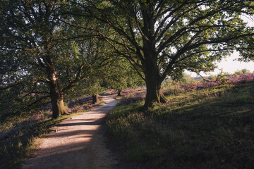 Sandy path through the heaths in the Veluwe National Park during sunset