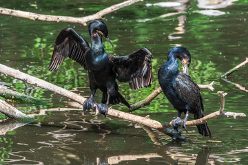 Great Cormorants (Phalacrocorax carbo) on pond