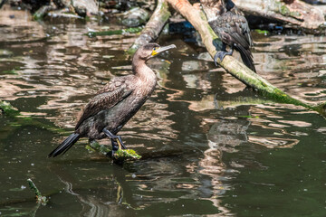 Great Cormorant (Phalacrocorax carbo) on pond