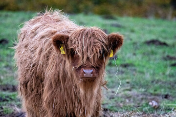 Long-haired brown longhorn highland calf on meadow in hessen, germany