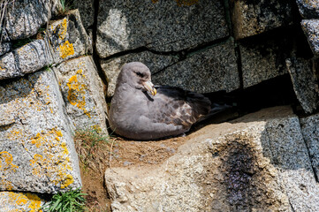 Fototapeta premium Dark-morphed Northern Fulmar (Fulmarus glacialis) at Chowiet Island, Semidi Islands, Alaska, USA
