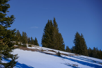 hill with snow plants and trees in the mountains