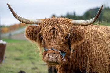 Long-haired brown longhorn highland cattle on meadow in hessen, germany