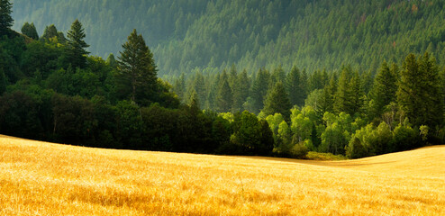 Pine Forest During Rainstorm Lush Trees