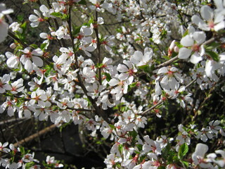 spring garden in bloom