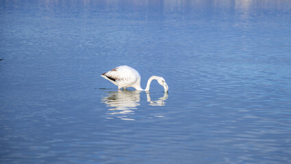 young flamingo looks for food in the Molentargius pond in Cagliari, southern Sardinia
