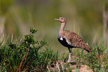 The red-crested korhaan or red-crested bustard (Lophotis ruficrista)  walking in the Kruger National Park in South Africa