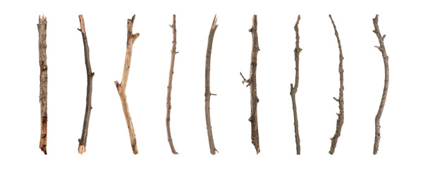Set of old dry tree branches on white background. Banner design