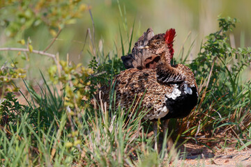 The red-crested korhaan or red-crested bustard (Lophotis ruficrista)  displaying his red crest in the Kruger National Park in South Africa
