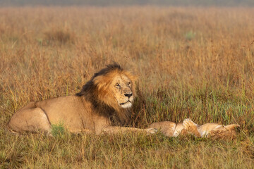 lion male is waiting to continue mating with the lioness in the Masai Mara National Reserve in Kenya
