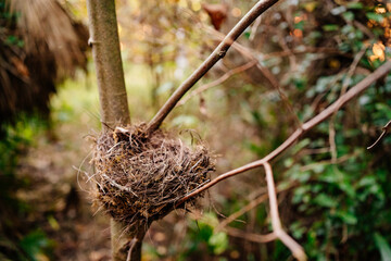 empty bird nest on tree branches. bird and animal populations. 
