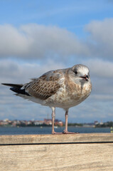 Seagull perched on wooden railing by the waterfront in the harbor in Helsinki, Finland