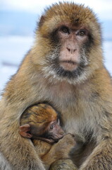 Portrait mother monkey holding and feeding cute ape baby with brown fluffy fur. Barbary macaque family in wild nature of Gibraltar. Two primate animals mum and baby closeup