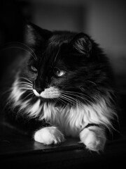 Black and white and furry cat resting on the table, city of Rio de Janeiro, Brazil