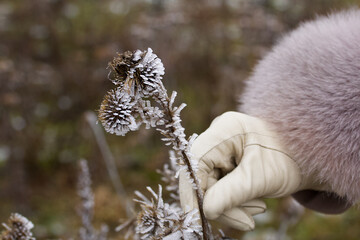 A woman in winter clothes walks in the park. It touches dried plants covered with ice crust and frost. Close-up shot.