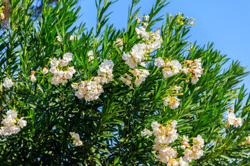 Blooming white Nerium oleander in a garden
