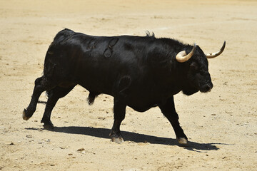 spanish fighting bull with big horns on spanish bullring