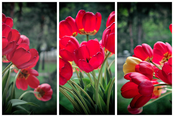 Triptych of red tulips flowers.