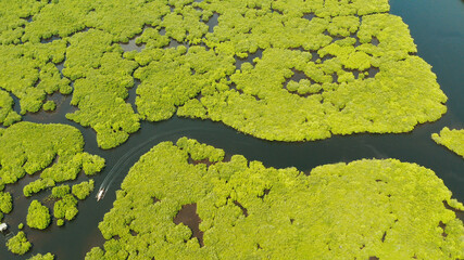 Tropical landscape with mangrove forest in wetland from above on Siargao island, Philippines.