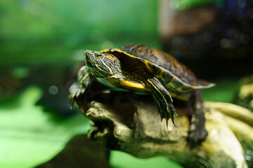 Fototapeta premium Red ear turtle sitting on snag in aquarium. Bright green background, selective focus.