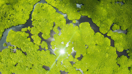 Mangrove trees in the water on a tropical island. An ecosystem in the Philippines, a mangrove forest.
