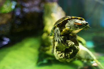 Red ear turtle squinting as sitting on snag in aquarium. Bright green background, selective focus.