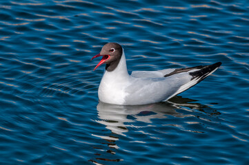 Black-headed Gull (Larus ridibundus) at colony, Moscow region, Russia