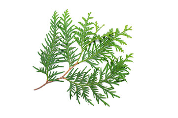 Coniferous green branches on a white background