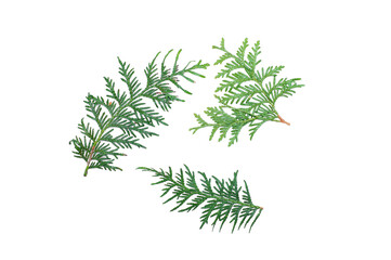 Coniferous green branches on a white background