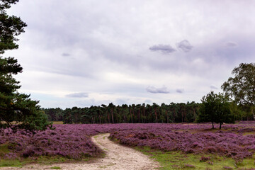 de paarse heide, gelopen van de planken wambuis naar boerderij de mossel